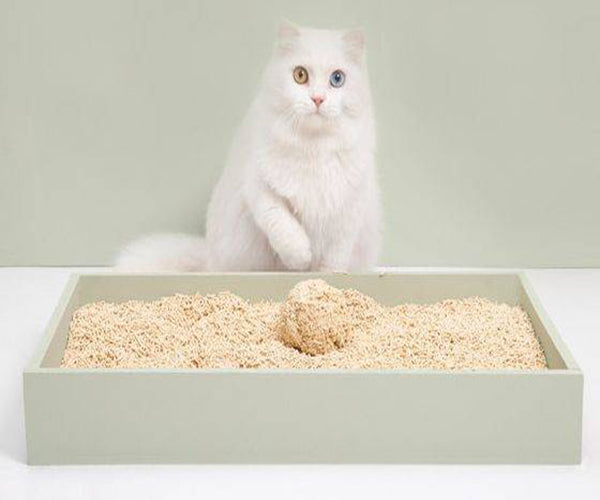 Is bigger the better the litter box?