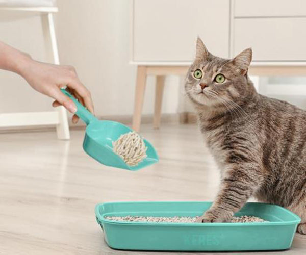 How do I train my cat to use the litter box?